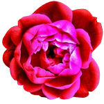 Rose Maroc - Absolutes