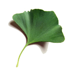 Ginkgo Leaf - Liquid Extracts [Water Based]