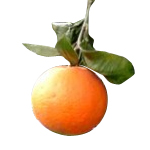 Orange Sweet Italian - Certified Organic Essential Oils - ACO 10282P