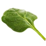 17 ml Spinach Leaf Absolute 3% in Jojoba Oil                                                        
