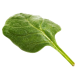 1 LT Spinach Leaf Absolute 3% in Jojoba Oil