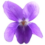 1 LT Violet Leaf Absolute 3% in Jojoba Oil