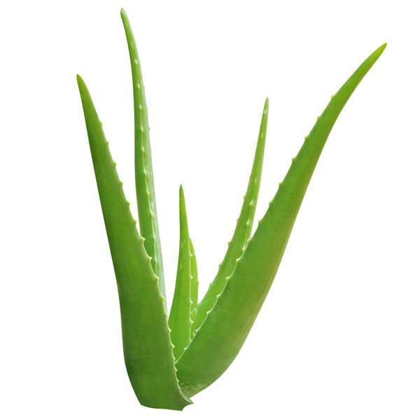 100 ml Aloe Vera Juice Liquid Extract Water Based New