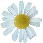 100 g Chamomile Flower Certified Organic CO2 Oil - ACO 10282P