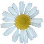 Chamomile Flower - Certified Organic CO2 Oils - ACO 10282P