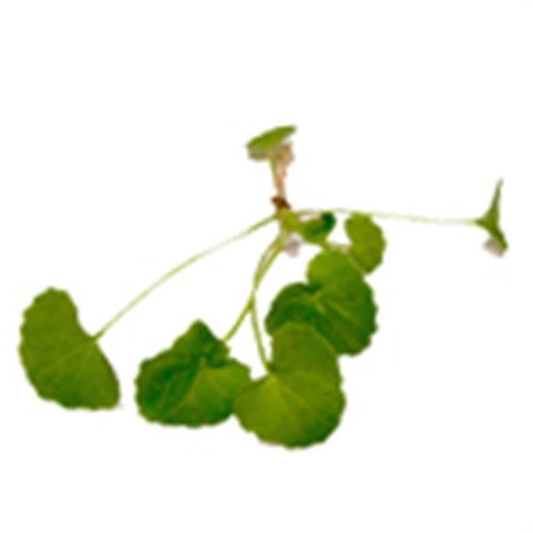 20 LT Gotu Kola - Liquid Extract [Water Based] - New Directions Australia