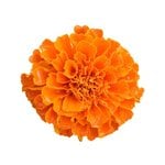 500 g Marigold Flower Certified Organic CO2 Oil - ACO 10282P