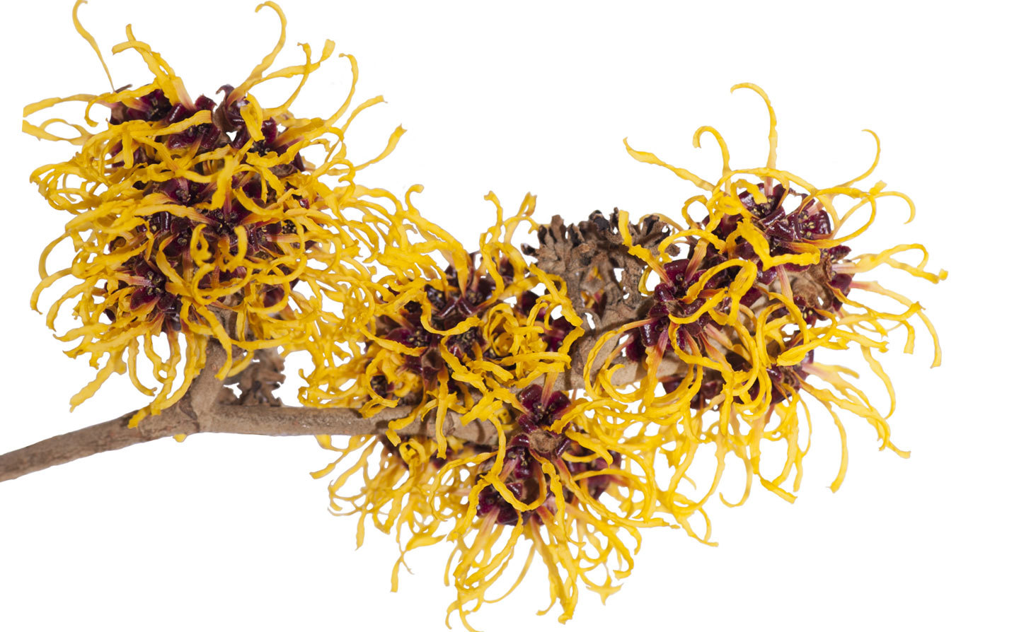 Witch Hazel - Hamamelis Virginia