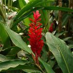 Ginger Lilly - Hand & Body Wash