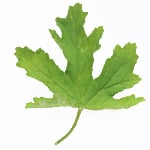 Geranium Leaf - Absolutes