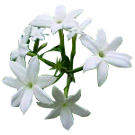 Jasmine Grandiflorum - Absolutes