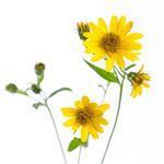 Arnica Flower CO2 Infused Oil