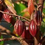 Cocoa CO2 Oil