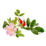 Rosehip CO2 Oil