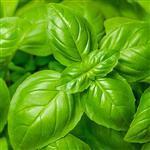 Basil - Essential Oils