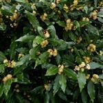 Bay Laurel - Essential Oils