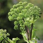 Angelica Root - Essential Oils
