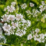 Ajowan - Essential Oils