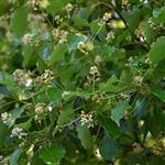 Camphor White - Essential Oils