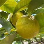 Bergamot Bergaptene Free - Essential Oils