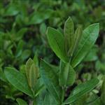 Bay West Indies - Essential Oils