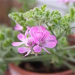 Cape Rose Geranium - Essential Oils