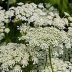 Carrot Seed - Essential Oils