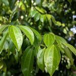 Cinnamon Leaf - Essential Oils