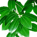 Cinnamon Leaf - Essential Oils