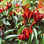 Chilli Seed - Essential Oils