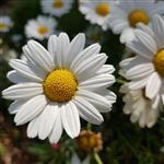 Chamomile Wild Maroc - Essential Oils