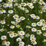 Chamomile German Blue Oil - Hungarian Type - Essential Oils