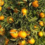 Clementine - Essential Oils