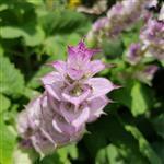 Clary Sage - Essential Oils