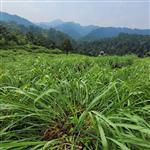 Citronella Ceylon - Essential Oils