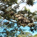 Cypress Blue Australian Essential Oil