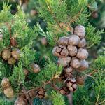 Cypress French - Essential Oils