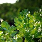 Coriander - Essential Oils