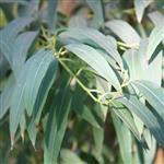 Eucalyptus Australiana - Essential Oils