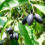 Elemi - Essential Oils