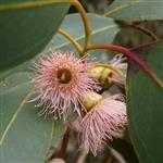 Eucalyptus Peppermint (Dives C Type) Essential Oil