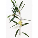 Eucalyptus Peppermint (Dives C Type) - Essential Oils