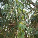 Eucalyptus Citriodora - Essential Oils