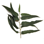 Eucalyptus Citriodora - Essential Oils