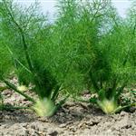 Fennel Sweet - Essential Oils