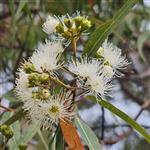 Eucalyptus Radiata - Essential Oils