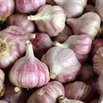 Garlic - Essential Oils