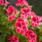 Geranium Egypt - Essential Oils