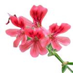 Geranium Egypt - Essential Oils