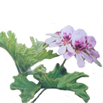 Geranium Bourbon - Essential Oils